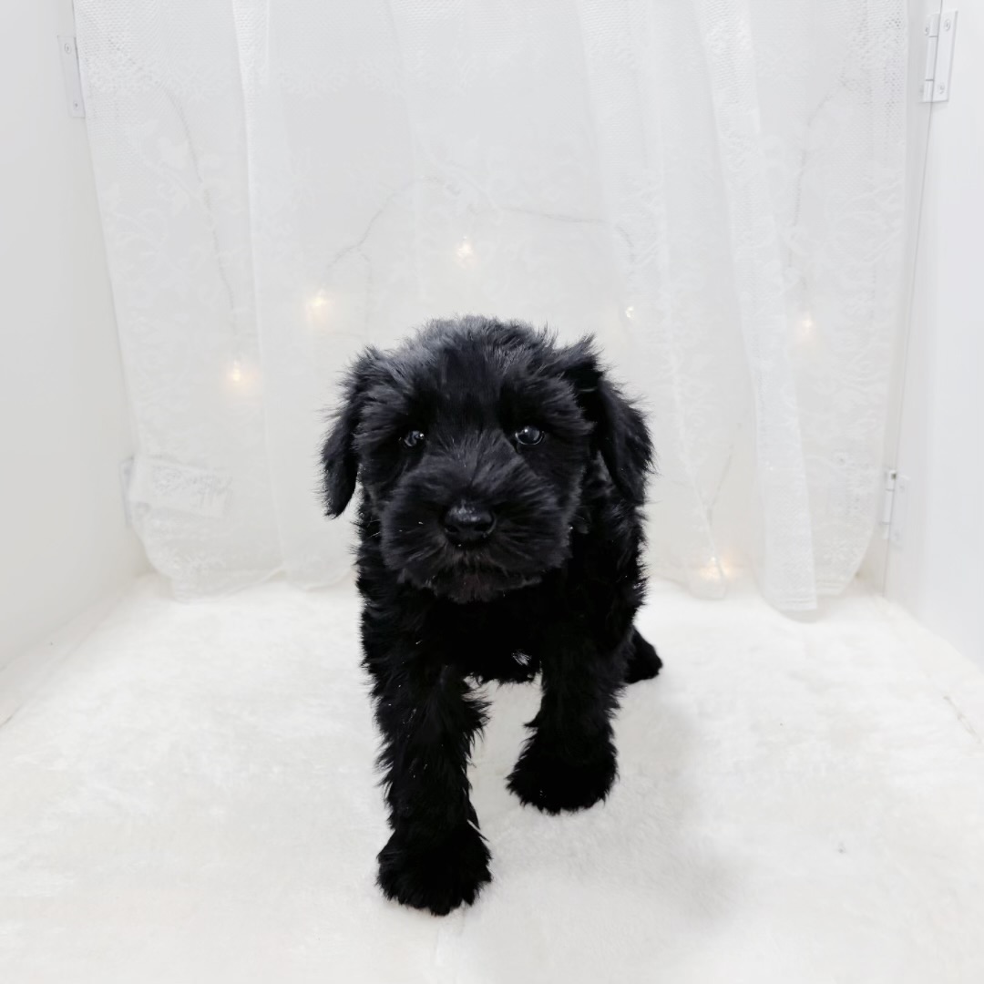 千葉県のミニチュアシュナウザー (犬の家＆猫の里BIGHOPガーデンモール印西店/2026年1月15日生まれ/男の子/ブラック)の子犬の3枚目の画像