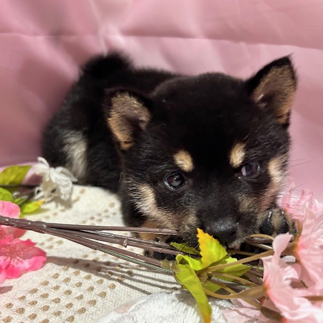 福岡県の豆柴 (犬の家＆猫の里トリアス久山店/2026年1月20日生まれ/女の子/黒)の子犬の3枚目の画像