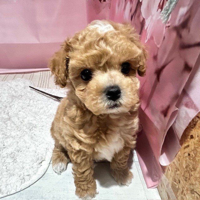 福岡県のビションプー(ビションフリーゼ×プードル) (犬の家＆猫の里トリアス久山店/2026年1月19日生まれ/男の子/アプリコット)の子犬の3枚目の画像