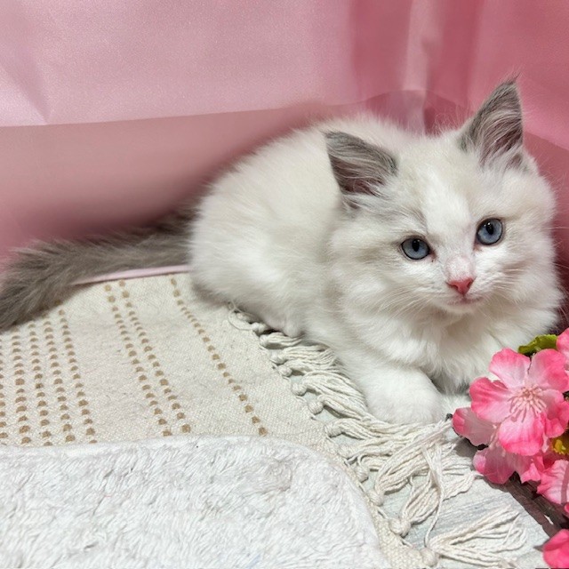 福岡県のラグドール (犬の家＆猫の里トリアス久山店/2026年1月18日生まれ/女の子/ブルーポイントバイカラー)の子猫の3枚目の画像