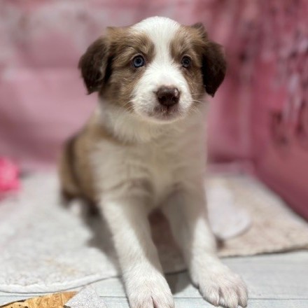 福岡県のボーダーコリー (犬の家＆猫の里トリアス久山店/2026年1月20日生まれ/女の子/チョコレートマール)の子犬の3枚目の画像