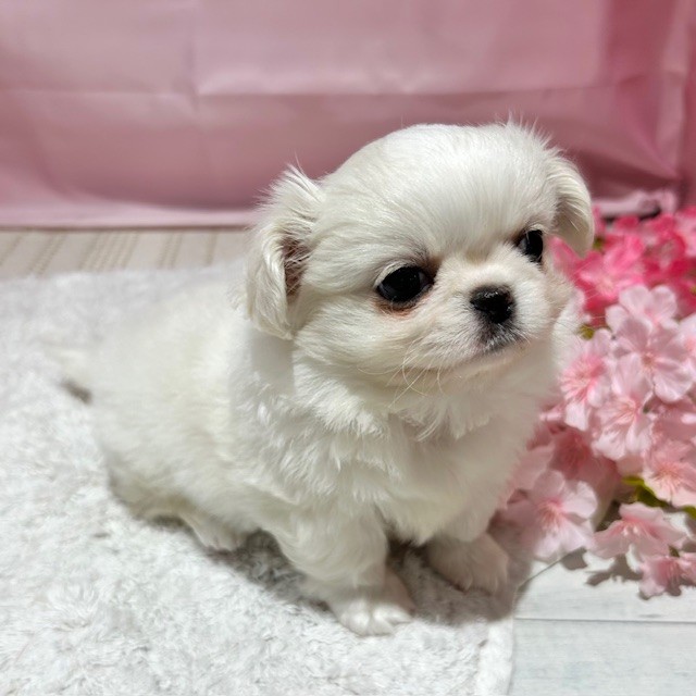 福岡県のチワペキ/ペキチー/ペキチワ(チワワ×ペキニーズ) (犬の家＆猫の里トリアス久山店/2026年1月12日生まれ/男の子/ホワイト)の子犬の3枚目の画像