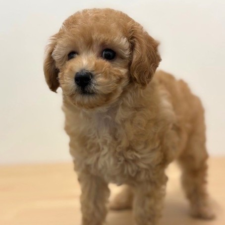 福岡県のトイプードル(トイ) (犬の家＆猫の里トリアス久山店/2026年1月18日生まれ/女の子/アプリコット)の子犬の3枚目の画像