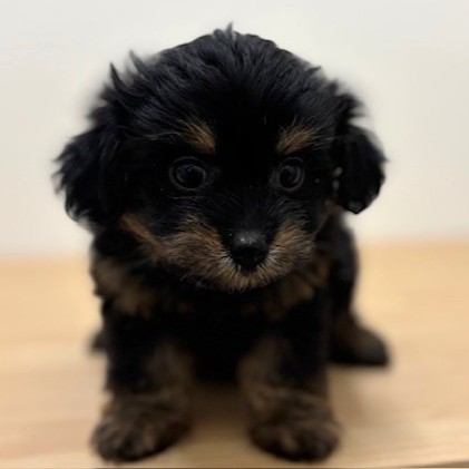 福岡県のチワプー/プーチー(チワワ×プードル) (犬の家＆猫の里トリアス久山店/2026年1月19日生まれ/女の子/ブラックタン)の子犬の3枚目の画像