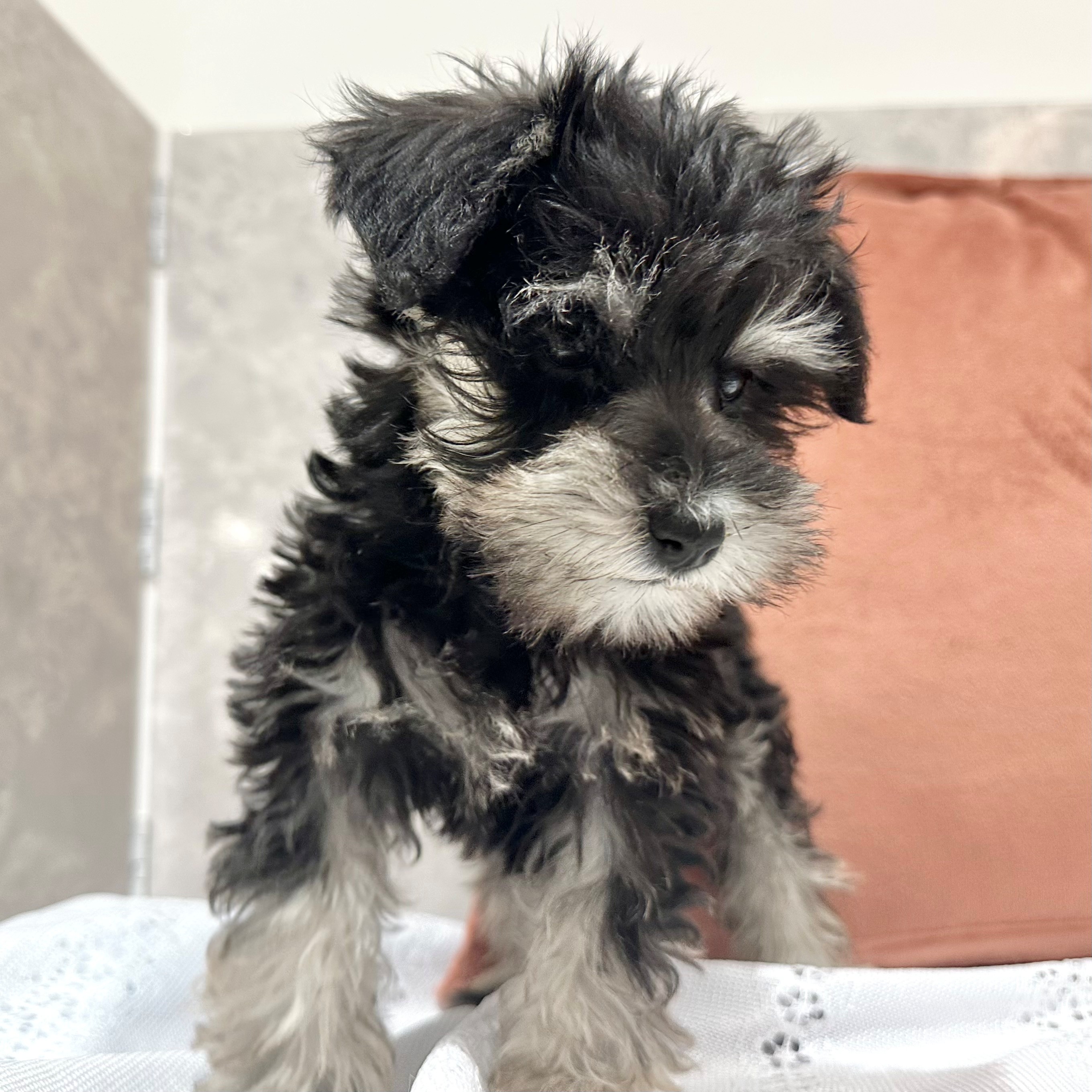 福岡県のミニチュアシュナウザー (犬の家＆猫の里くりえいと宗像店/2026年1月16日生まれ/女の子/ブラックシルバー)の子犬の3枚目の画像