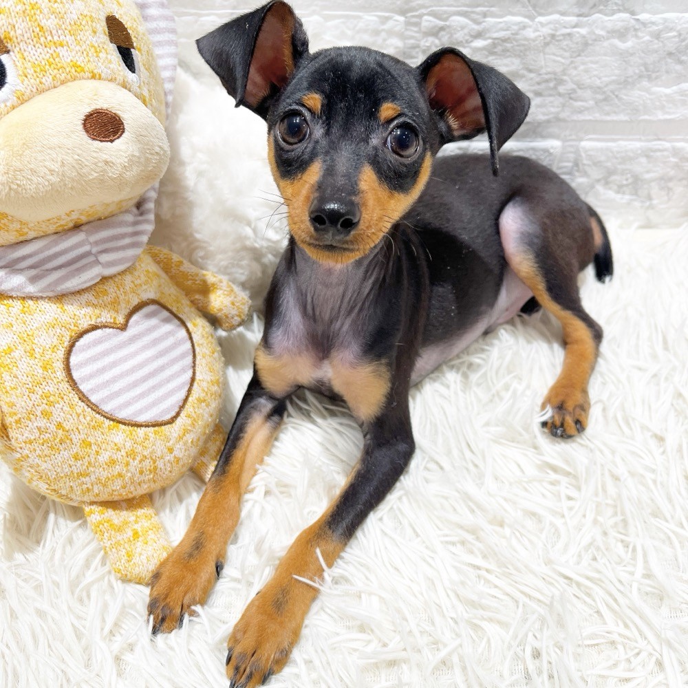 愛知県のミニチュアピンシャー (犬の家＆猫の里MiO香久山店/2026年1月20日生まれ/男の子/ブラックタン)の子犬の3枚目の画像