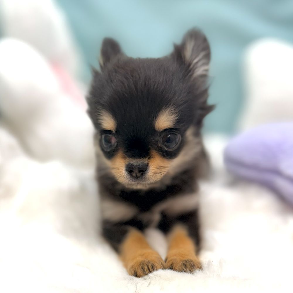 愛知県のチワワ(ロング) (犬の家＆猫の里愛知刈谷店/2026年1月11日生まれ/女の子/ブラックタン)の子犬の3枚目の画像