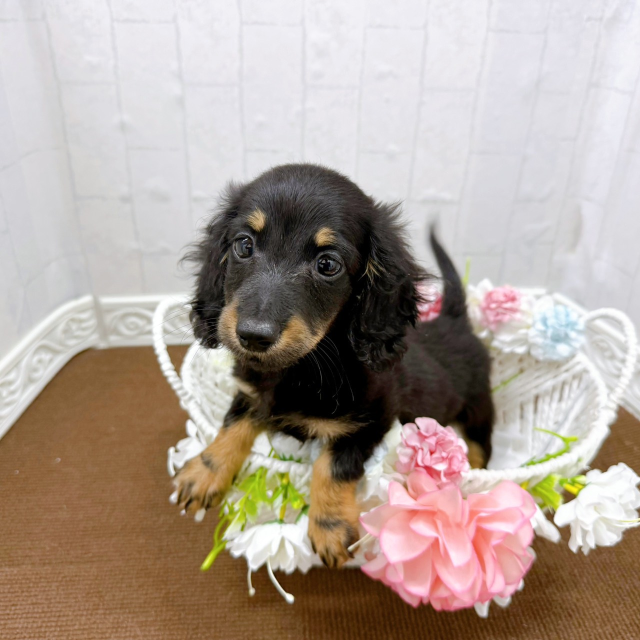 石川県のミニチュアダックスフンド(ロング) (犬の家＆猫の里アミーゴ金沢有松店/2026年1月19日生まれ/男の子/ブラックタン)の子犬の3枚目の画像