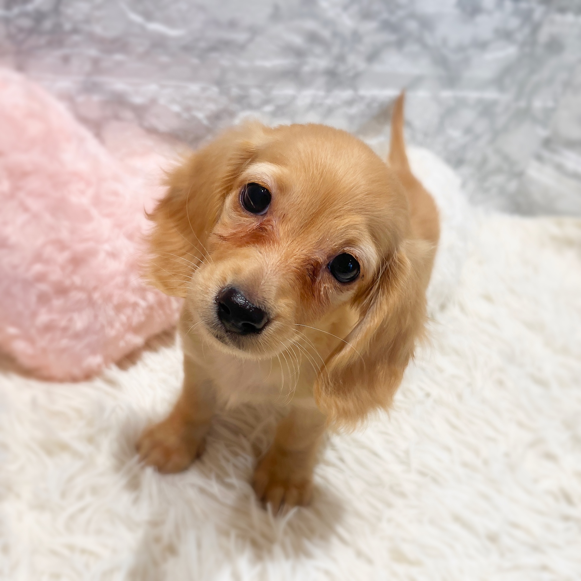 愛知県のミニチュアダックスフンド(ロング) (犬の家＆猫の里MiO香久山店/2026年1月19日生まれ/女の子/ゴールド)の子犬の3枚目の画像