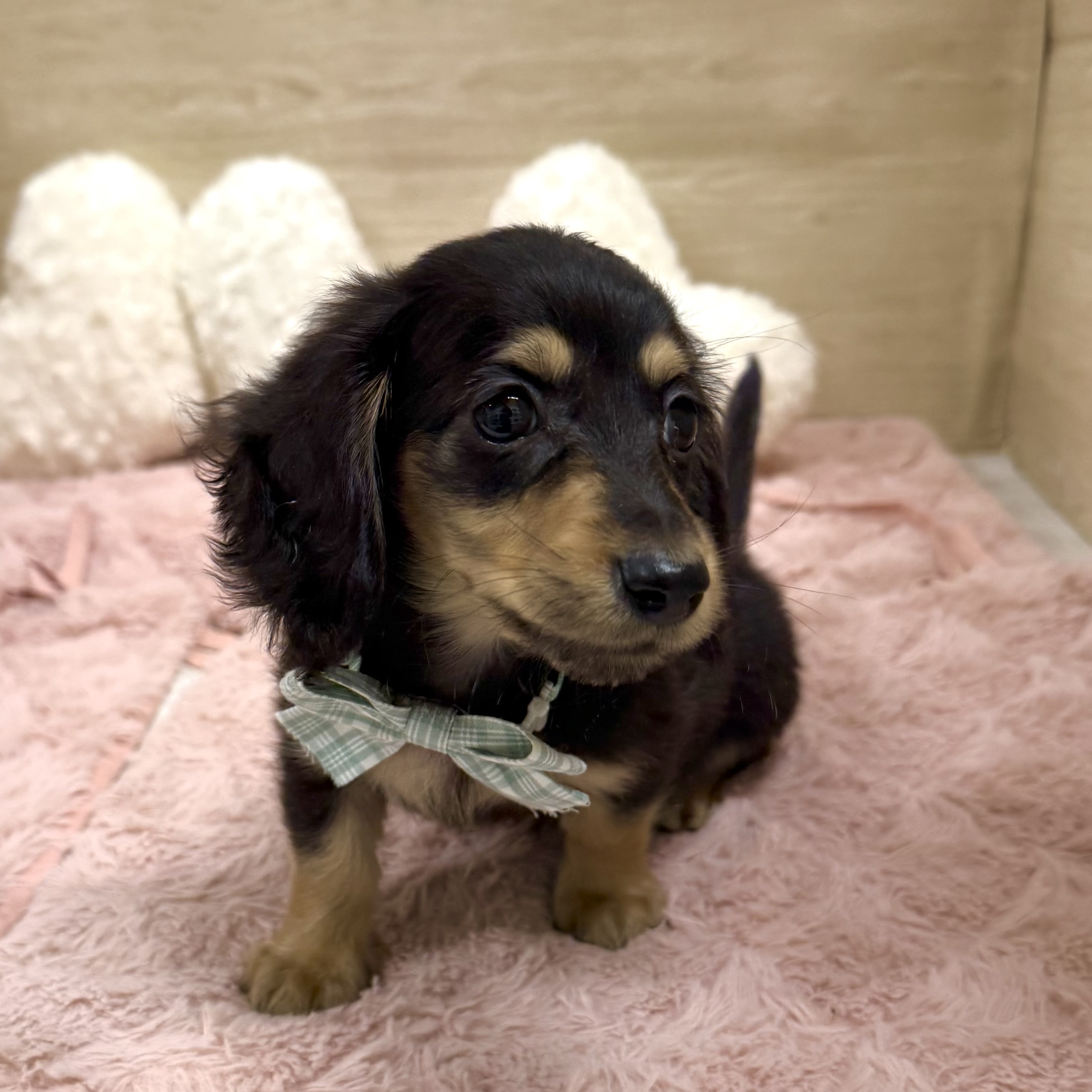 大阪府のミニチュアダックスフンド(ロング) (犬の家＆猫の里そよら東岸和田店/2026年1月19日生まれ/男の子/ブラックタン)の子犬の3枚目の画像