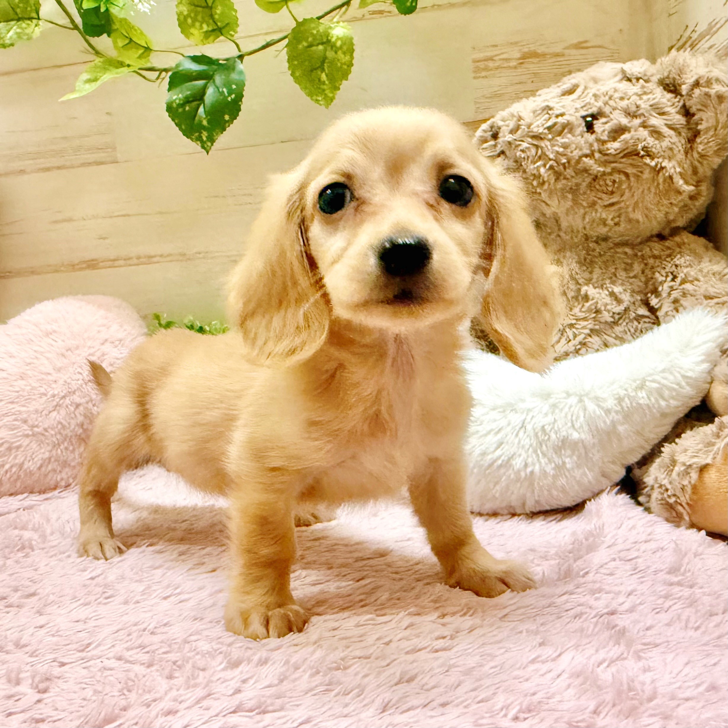 兵庫県のミニチュアダックスフンド(ロング) (犬の家＆猫の里神戸店/2026年1月19日生まれ/女の子/ゴールド)の子犬の3枚目の画像