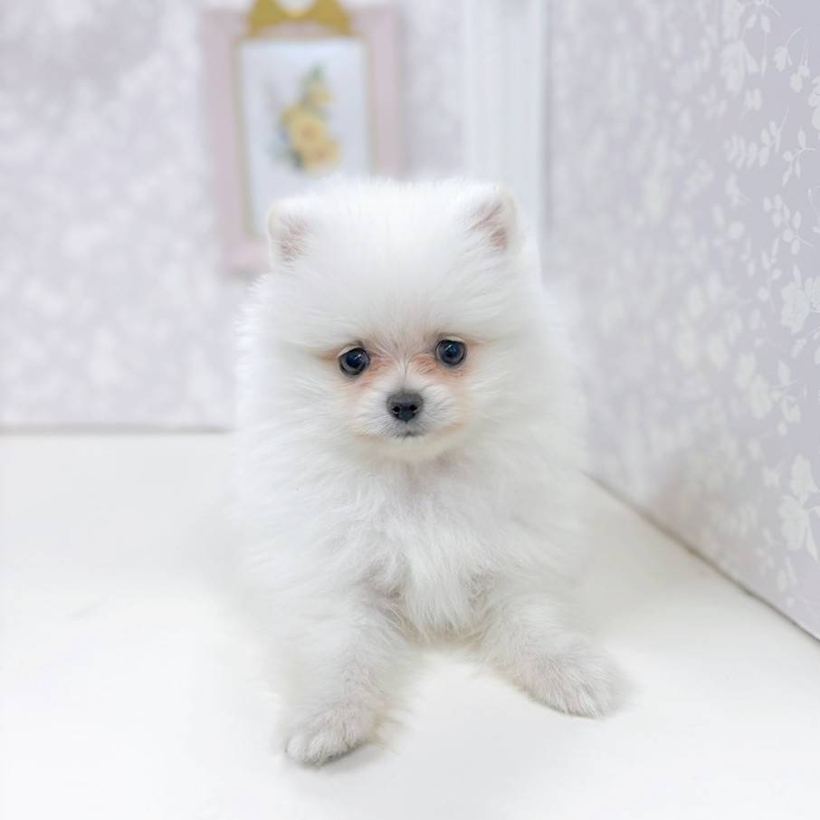 富山県のポメラニアン (犬の家＆猫の里アミーゴ高岡蓮花寺店/2026年1月19日生まれ/女の子/クリーム)の子犬の3枚目の画像