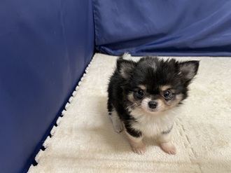 愛知県のチワワ(ロング) (犬の家＆猫の里一宮店/2026年1月20日生まれ/男の子/ブラック、クリームホワイト)の子犬の3枚目の画像