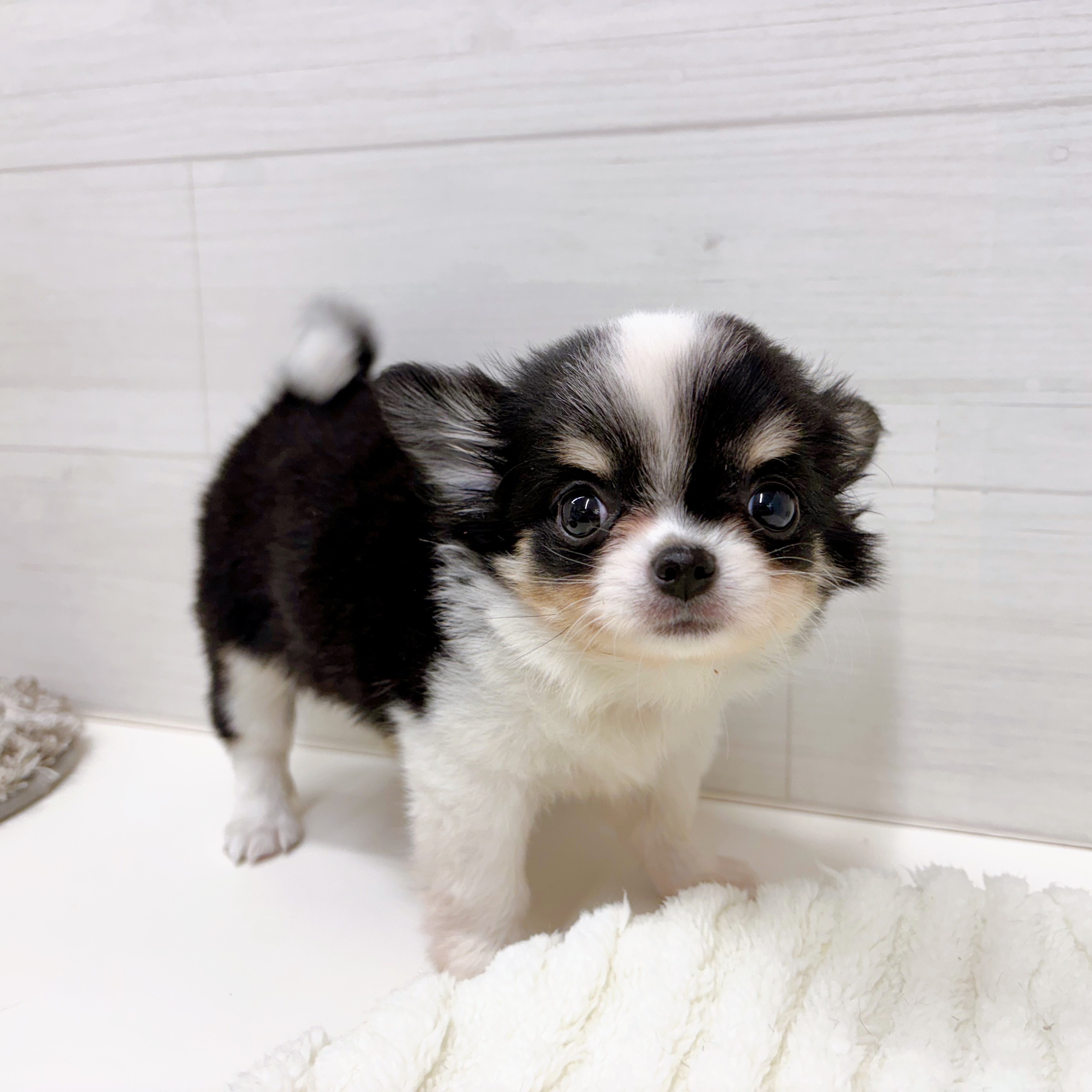 石川県のチワワ(ロング) (犬の家＆猫の里アミーゴ金沢おこばた店/2026年1月20日生まれ/女の子/ブラックホワイトクリーム)の子犬の3枚目の画像