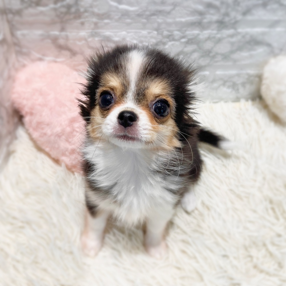 愛知県のチワワ(ロング) (犬の家＆猫の里MiO香久山店/2026年1月20日生まれ/女の子/ブラックホワイトクリーム)の子犬の3枚目の画像