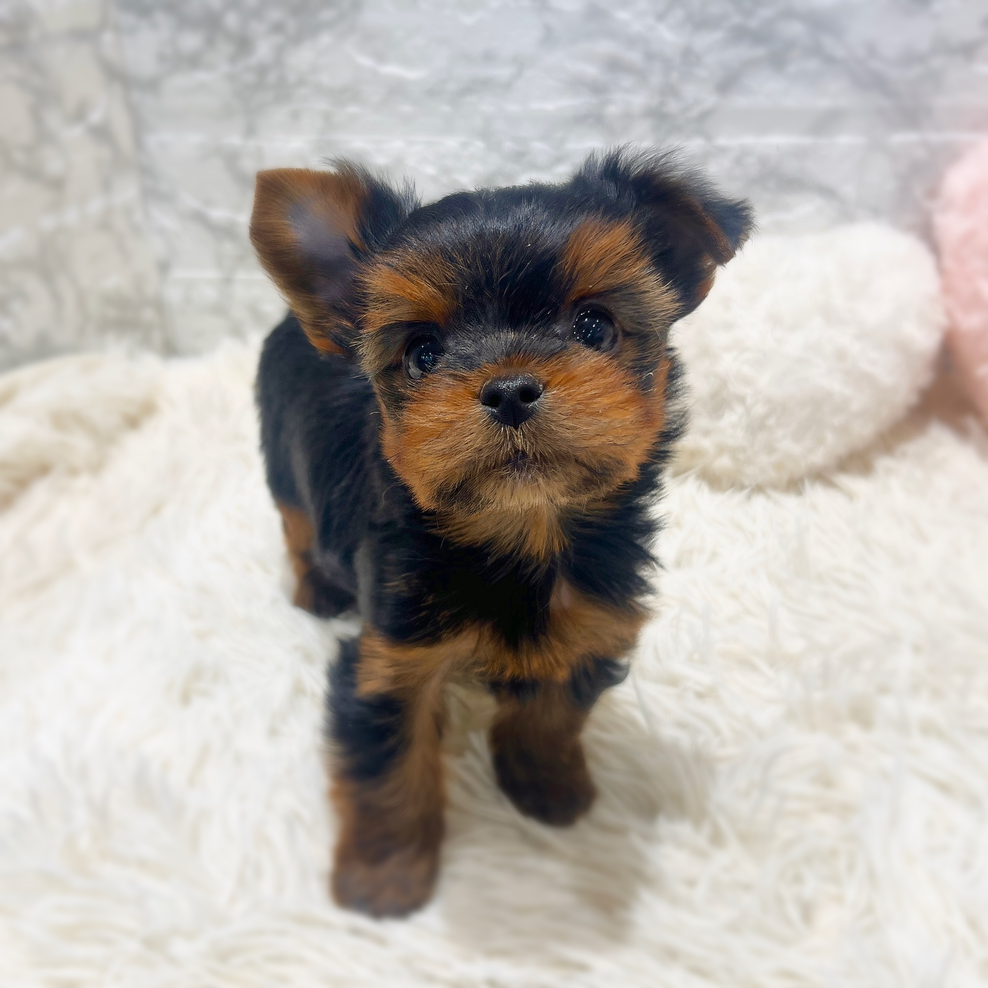 愛知県のヨークシャーテリア (犬の家＆猫の里MiO香久山店/2026年1月18日生まれ/男の子/スチールブルータン)の子犬の3枚目の画像