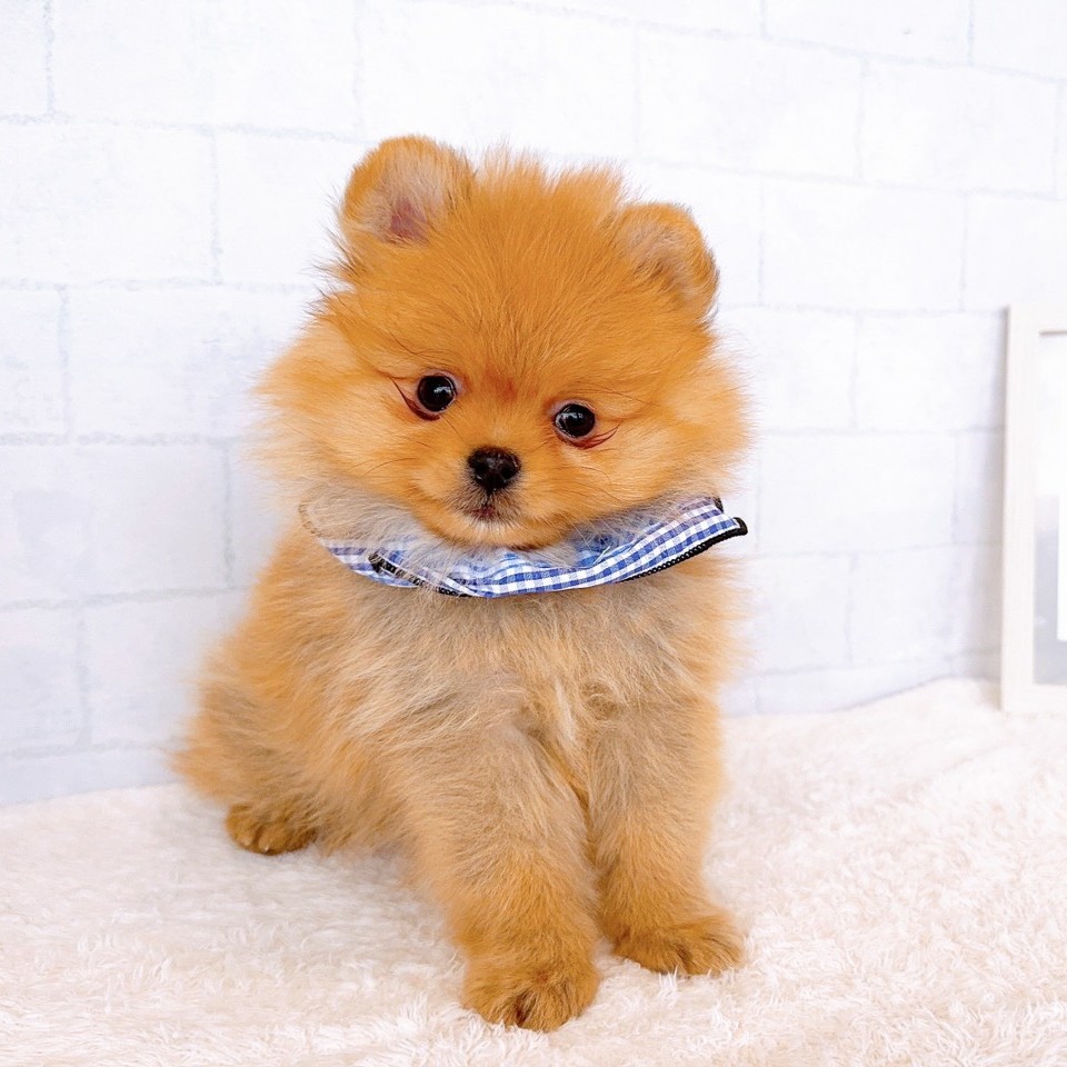 石川県のポメラニアン (犬の家＆猫の里金沢店/2026年1月21日生まれ/男の子/オレンジ)の子犬の3枚目の画像