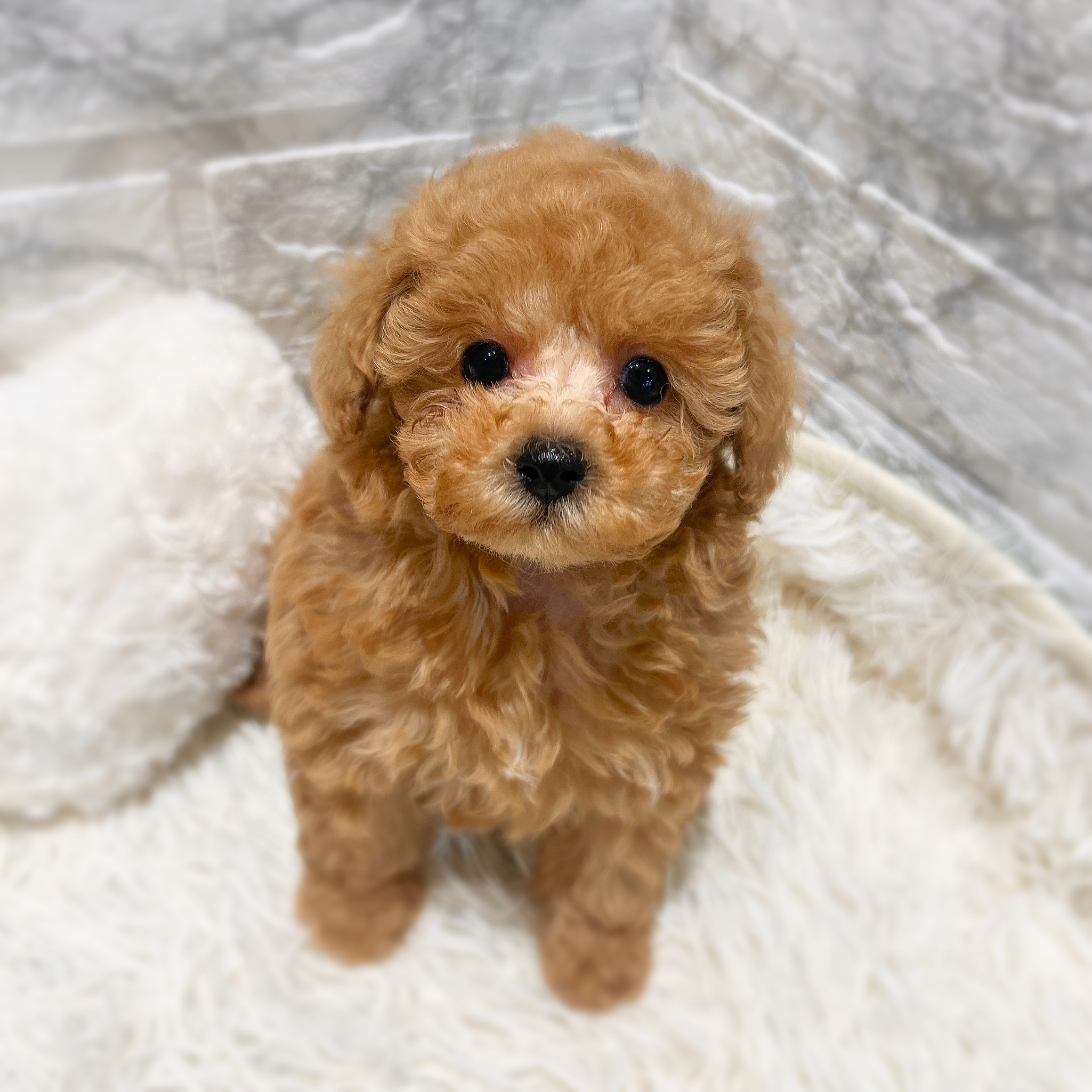 愛知県のトイプードル(トイ) (犬の家＆猫の里MiO香久山店/2026年1月20日生まれ/男の子/オレンジフォーン)の子犬の3枚目の画像