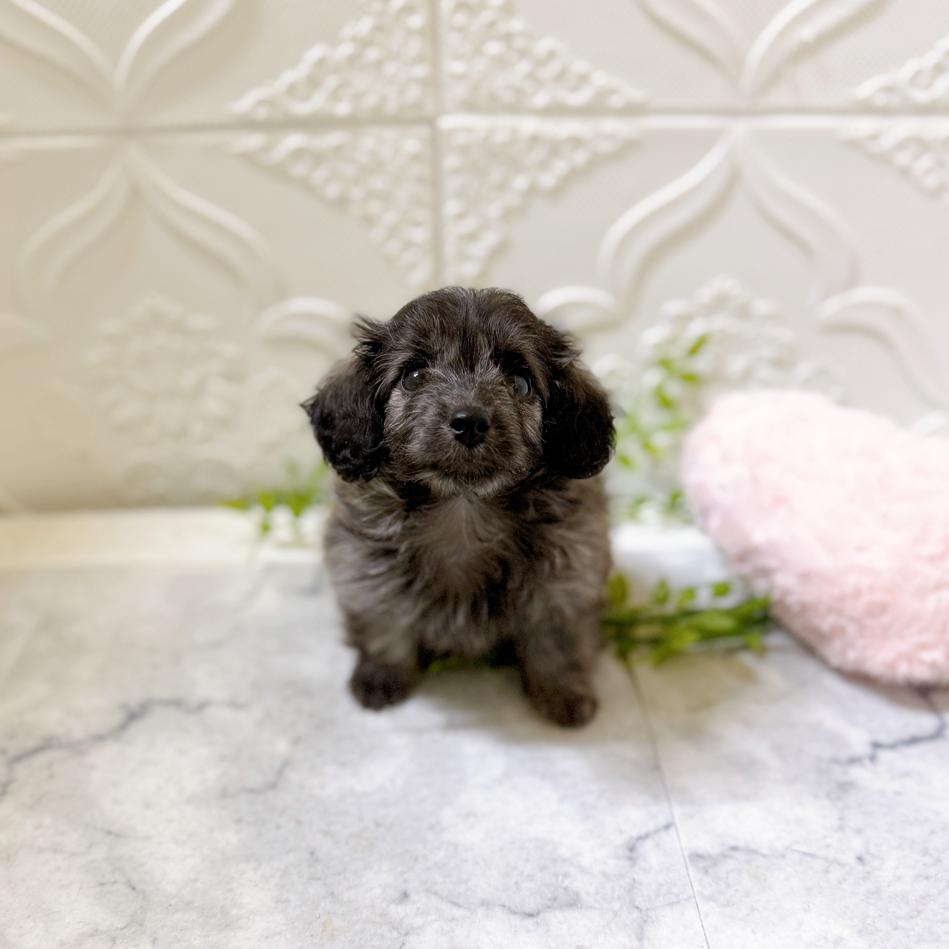 ハーフ犬男の子の写真