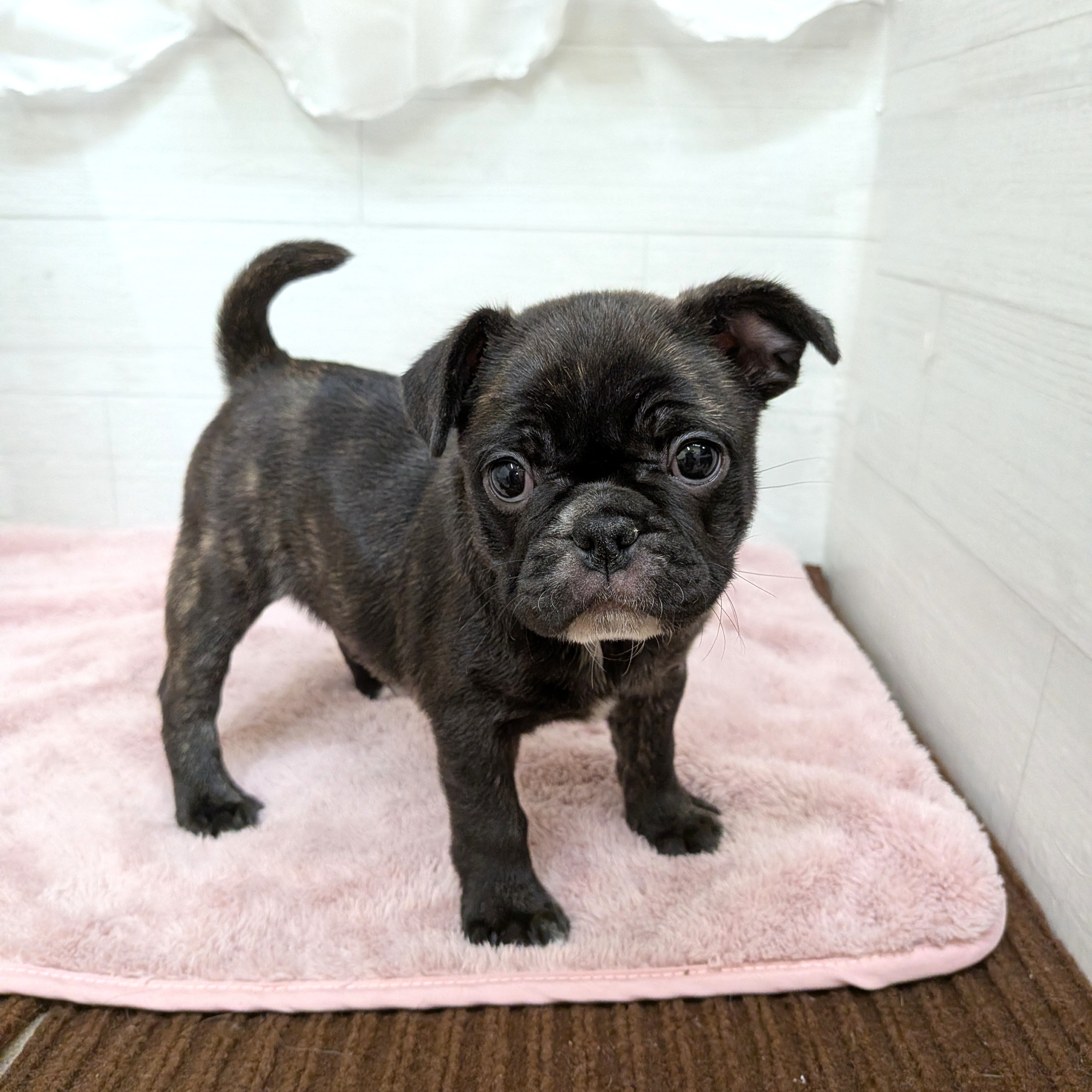 愛知県のフレンチパグ/パグフレンチ(フレンチブルドック×パグ) (犬の家＆猫の里碧南店/2026年1月21日生まれ/女の子/ブリンドル)の子犬の3枚目の画像
