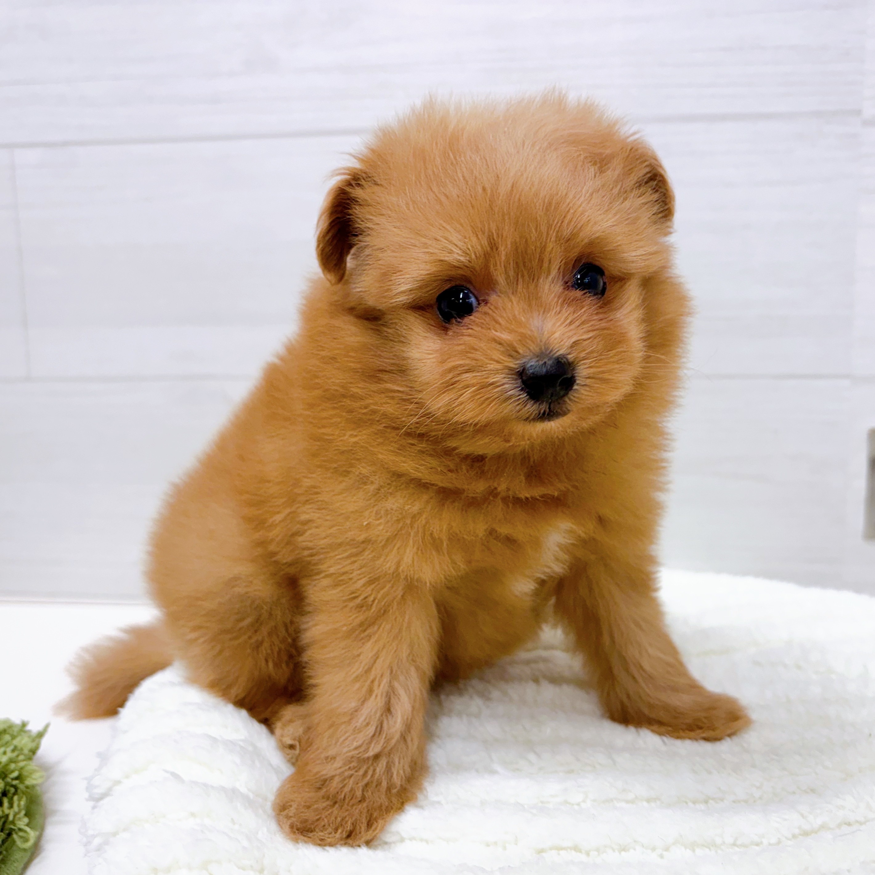 石川県のポメプー(ポメラニアン×プードル) (犬の家＆猫の里アミーゴ金沢おこばた店/2026年1月19日生まれ/男の子/オレンジ)の子犬の3枚目の画像