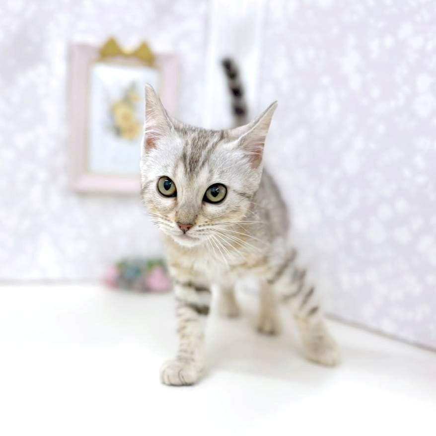 富山県のベンガル (犬の家＆猫の里アミーゴ高岡蓮花寺店/2026年1月14日生まれ/女の子/シルバースポットタビー)の子猫の3枚目の画像