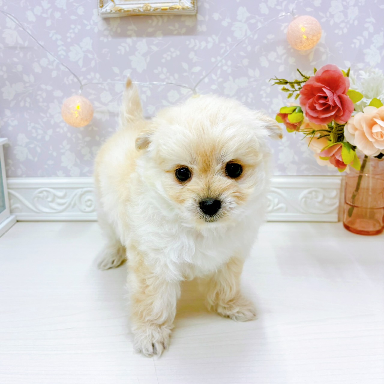 富山県のチワプー/プーチー(チワワ×プードル) (犬の家＆猫の里アミーゴ山室店/2026年1月21日生まれ/男の子/クリーム)の子犬の3枚目の画像