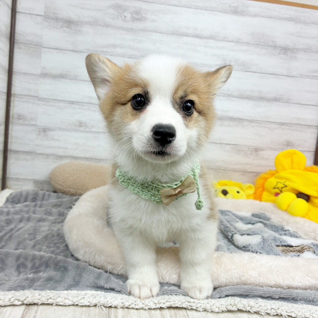 兵庫県のウェルシュコーギーペンブローク (犬の家＆猫の里川西店/2026年1月21日生まれ/男の子/レッドホワイト)の子犬の3枚目の画像