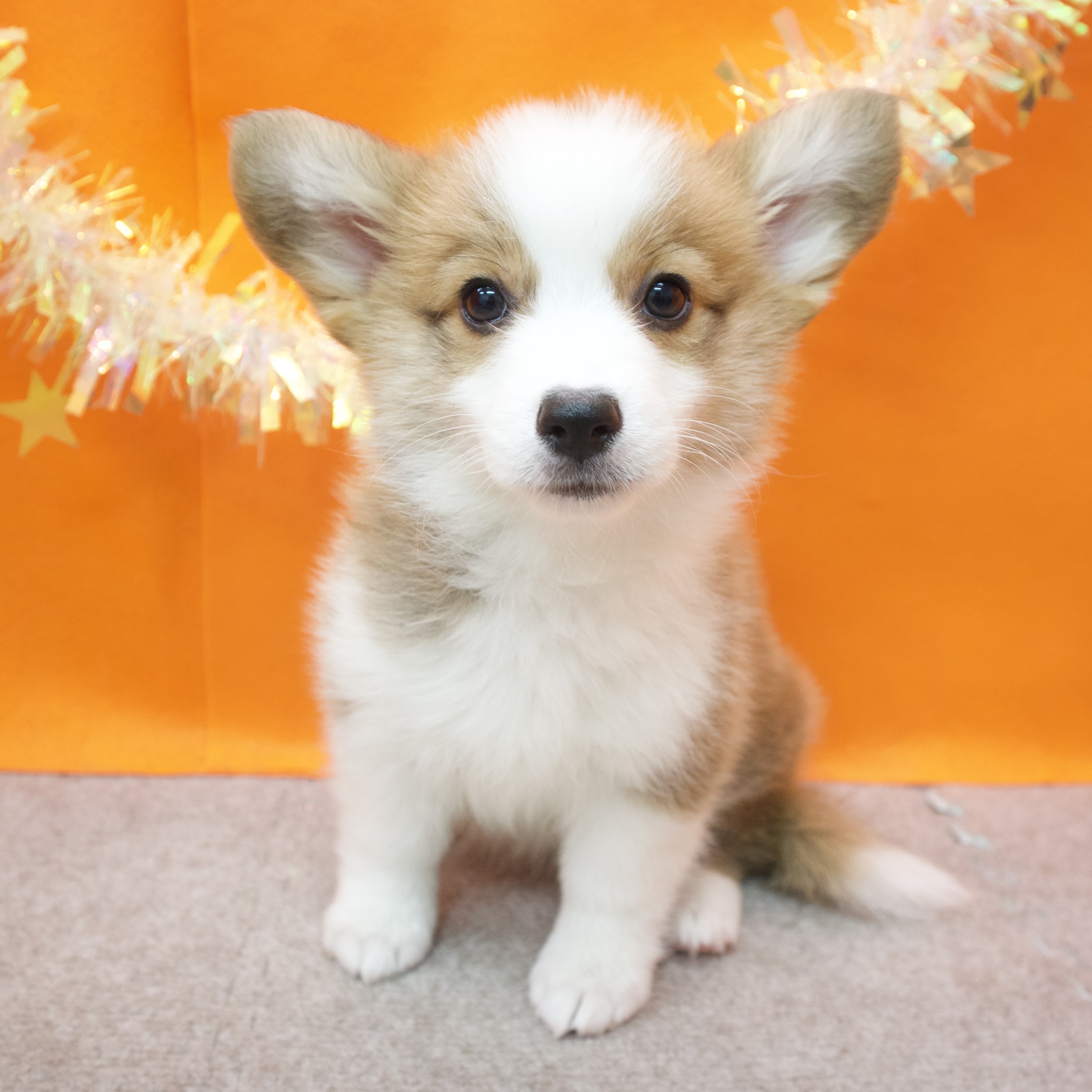 大阪府のウェルシュコーギーペンブローク (犬の家＆猫の里吹田店/2026年1月21日生まれ/女の子/レッドホワイト)の子犬の3枚目の画像