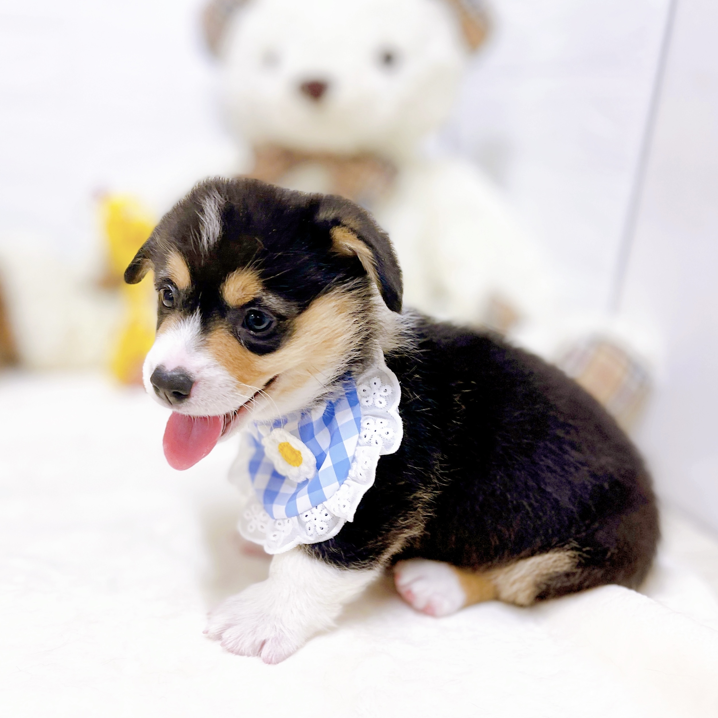 滋賀県のウェルシュコーギーペンブローク (犬の家＆猫の里近江八幡店/2026年1月20日生まれ/男の子/ブラックタンホワイト)の子犬の3枚目の画像