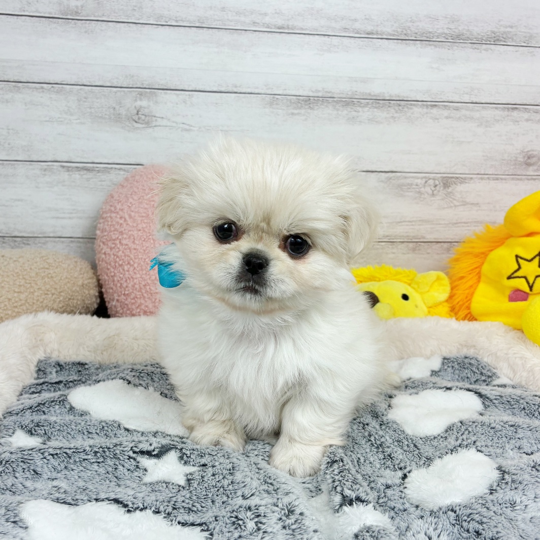 兵庫県のチワペキ/ペキチー/ペキチワ(チワワ×ペキニーズ) (犬の家＆猫の里川西店/2026年1月19日生まれ/男の子/クリームホワイト)の子犬の3枚目の画像