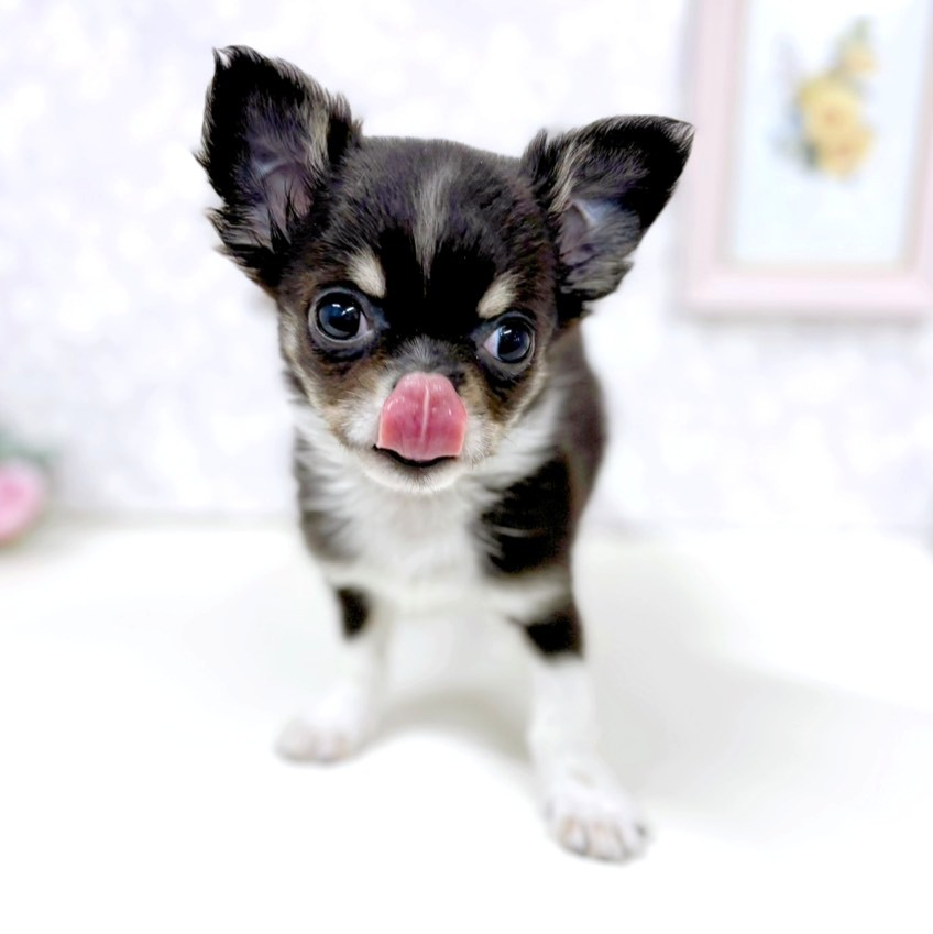 富山県のチワワ(ロング) (犬の家＆猫の里アミーゴ高岡蓮花寺店/2026年1月21日生まれ/男の子/ブラックタン)の子犬の3枚目の画像