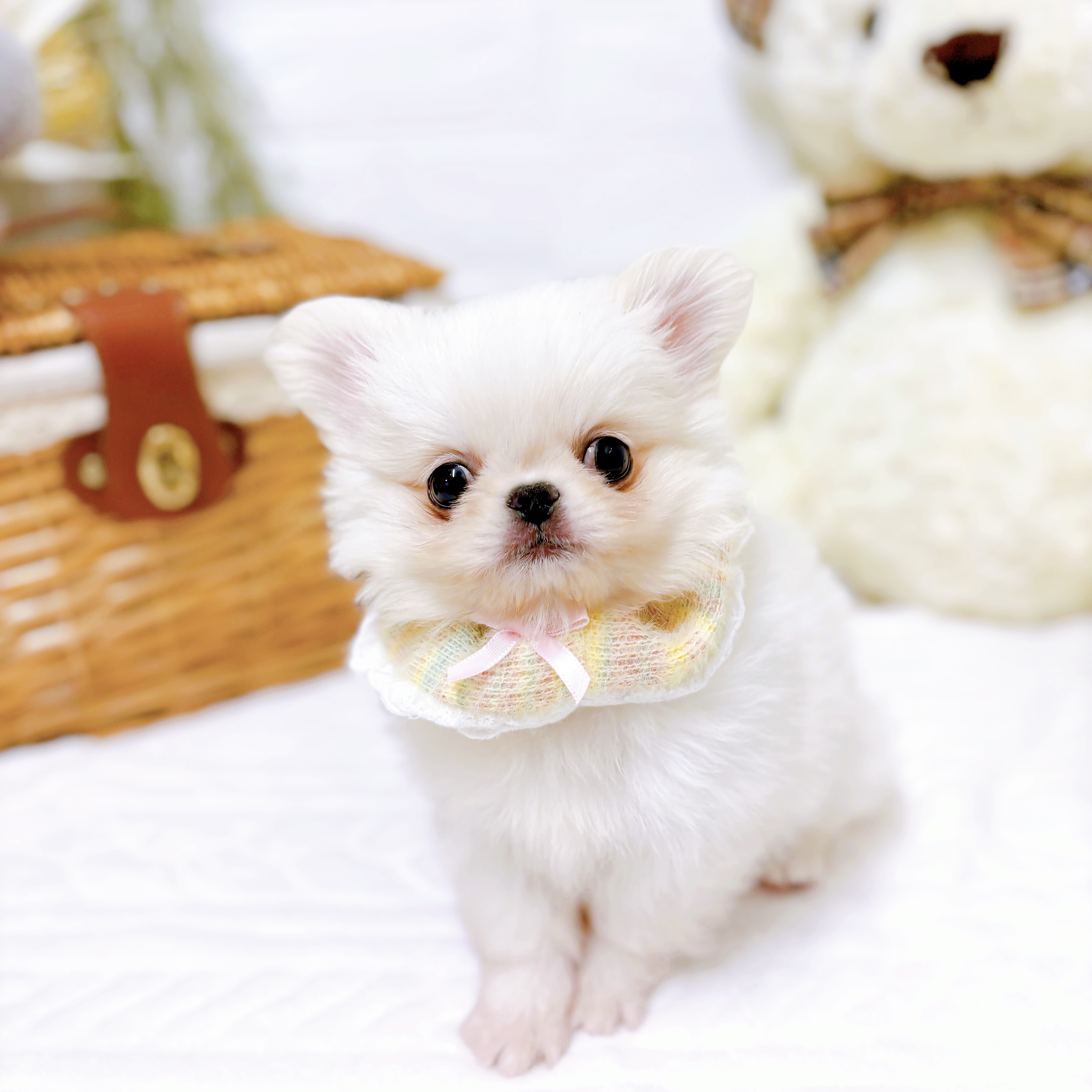 滋賀県のペキポメ/ポメペキ(ペキニーズ×ポメラニアン) (犬の家＆猫の里近江八幡店/2026年1月19日生まれ/男の子/ホワイト)の子犬の3枚目の画像