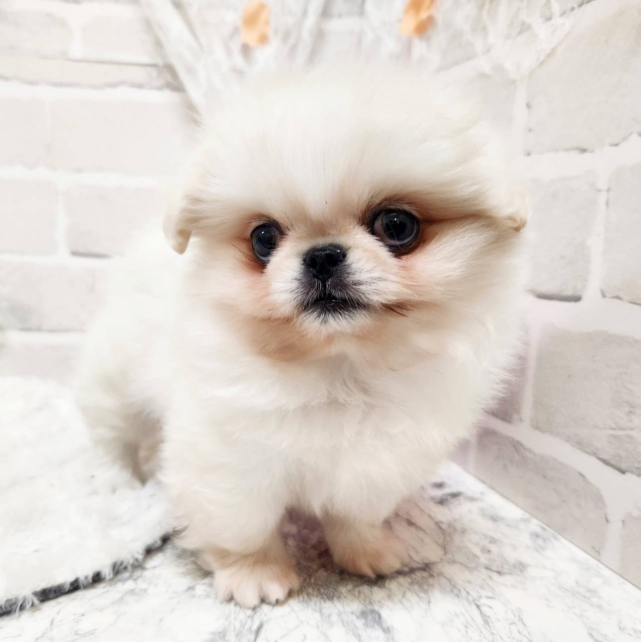 京都府のペキポメ/ポメペキ(ペキニーズ×ポメラニアン) (犬の家＆猫の里京都精華店/2026年1月19日生まれ/男の子/ホワイト)の子犬の3枚目の画像