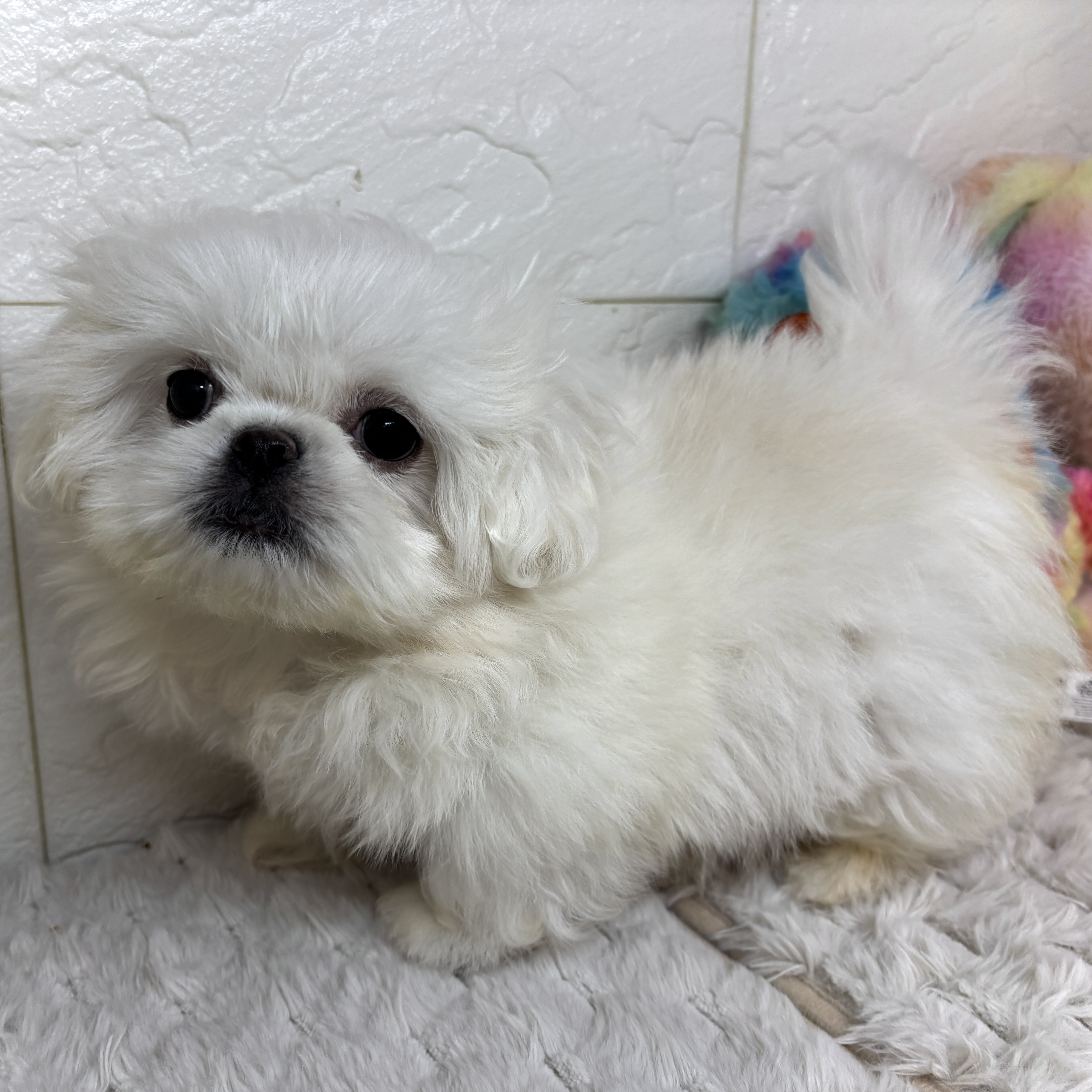 兵庫県のハーフ犬・ミックス犬 (犬の家＆猫の里ゆめタウン姫路店/2026年1月21日生まれ/女の子/ホワイト)の子犬の1枚目の画像