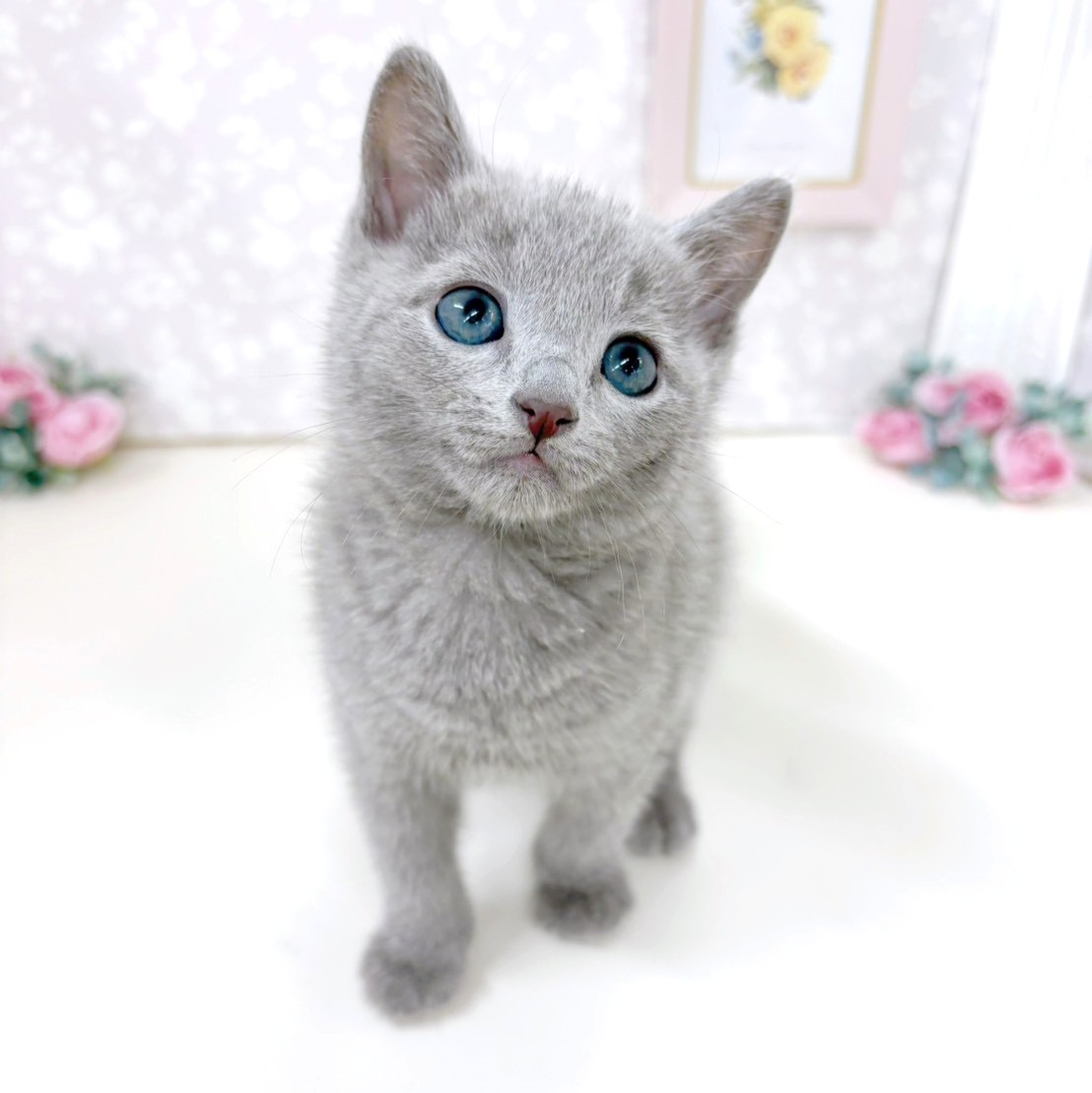 富山県のロシアンブルー (犬の家＆猫の里アミーゴ高岡蓮花寺店/2026年1月21日生まれ/男の子/ブルー)の子猫の3枚目の画像