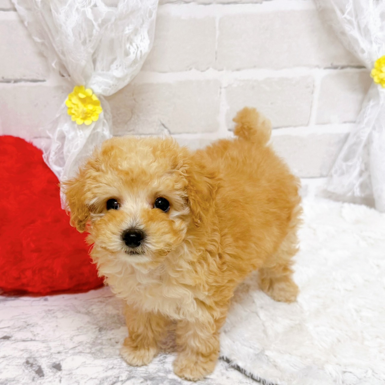 京都府のトイプードル(トイ) (犬の家＆猫の里京都精華店/2026年1月20日生まれ/女の子/ペールフォーン)の子犬の3枚目の画像