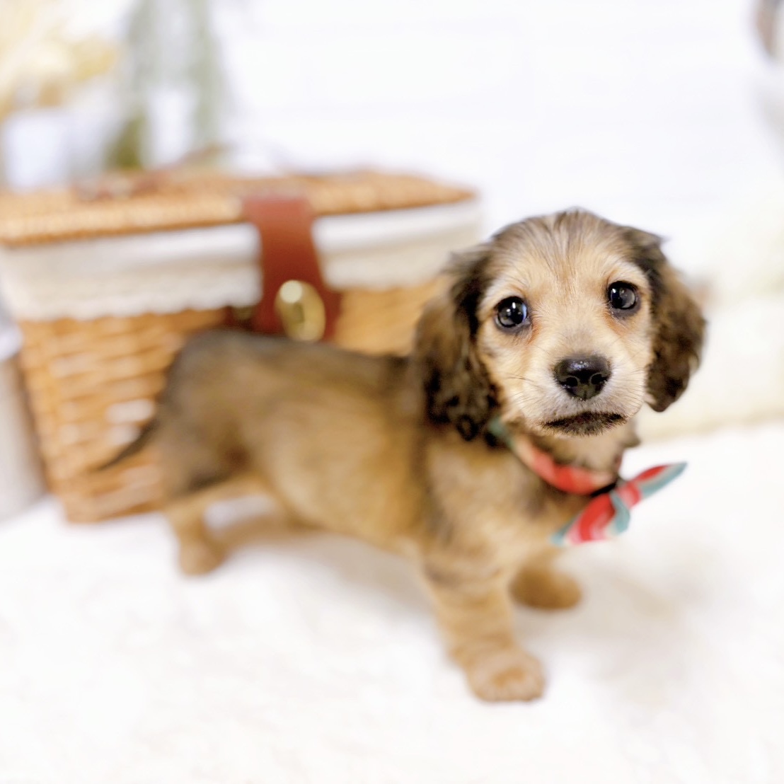 滋賀県のミニチュアダックスフンド(ロング) (犬の家＆猫の里近江八幡店/2026年1月20日生まれ/女の子/レッド)の子犬の3枚目の画像