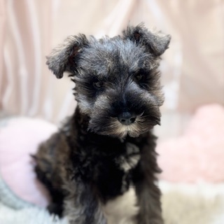 兵庫県のミニチュアシュナウザー (犬の家＆猫の里カナート西神戸店/2026年1月21日生まれ/男の子/ソルトペッパー)の子犬の3枚目の画像