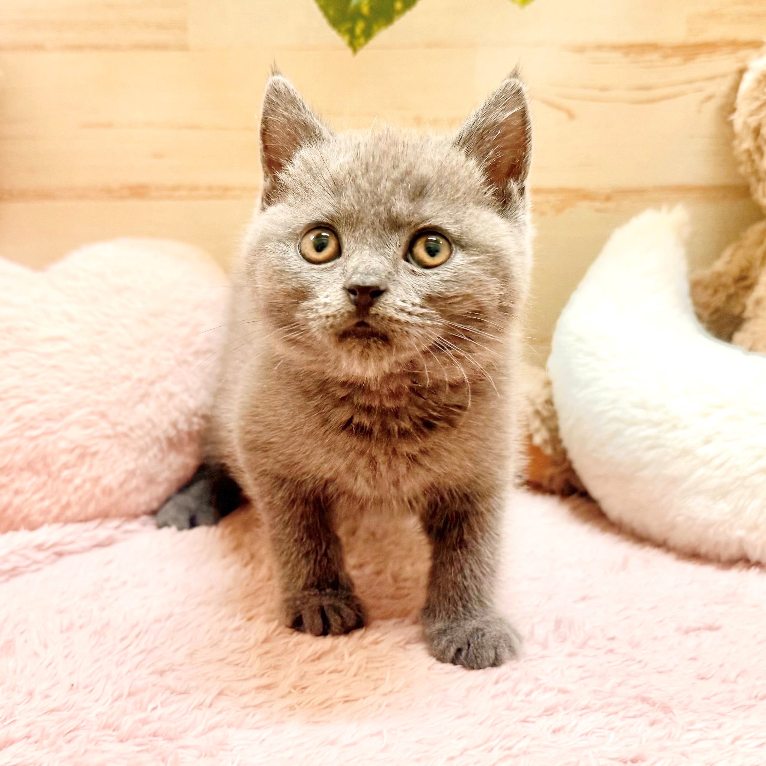 兵庫県のブリティッシュショートヘアー (犬の家＆猫の里神戸店/2026年1月20日生まれ/女の子/ブルー)の子猫の3枚目の画像