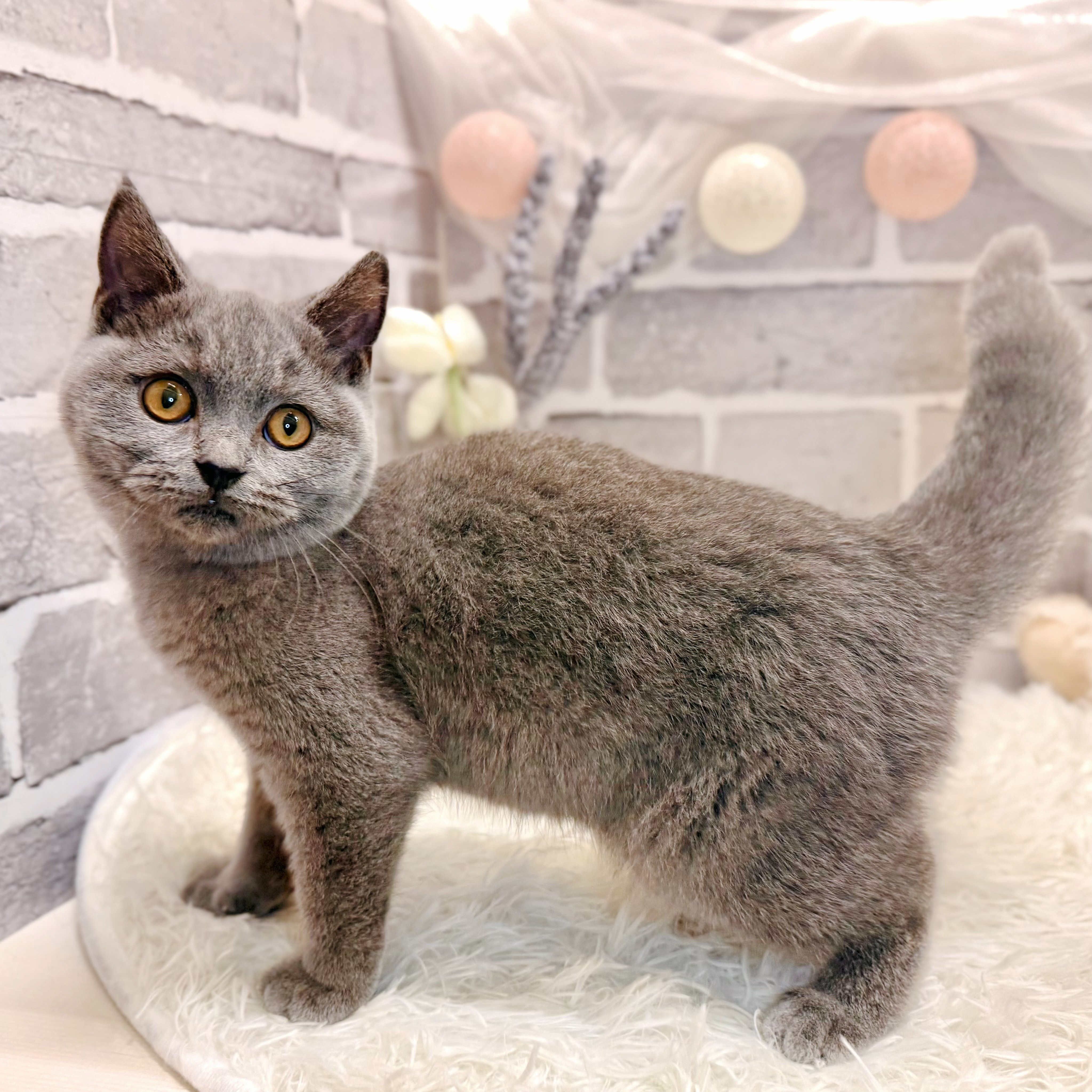 兵庫県のブリティッシュショートヘアー (犬の家＆猫の里神戸店/2026年1月20日生まれ/女の子/ブルー)の子猫の1枚目の画像