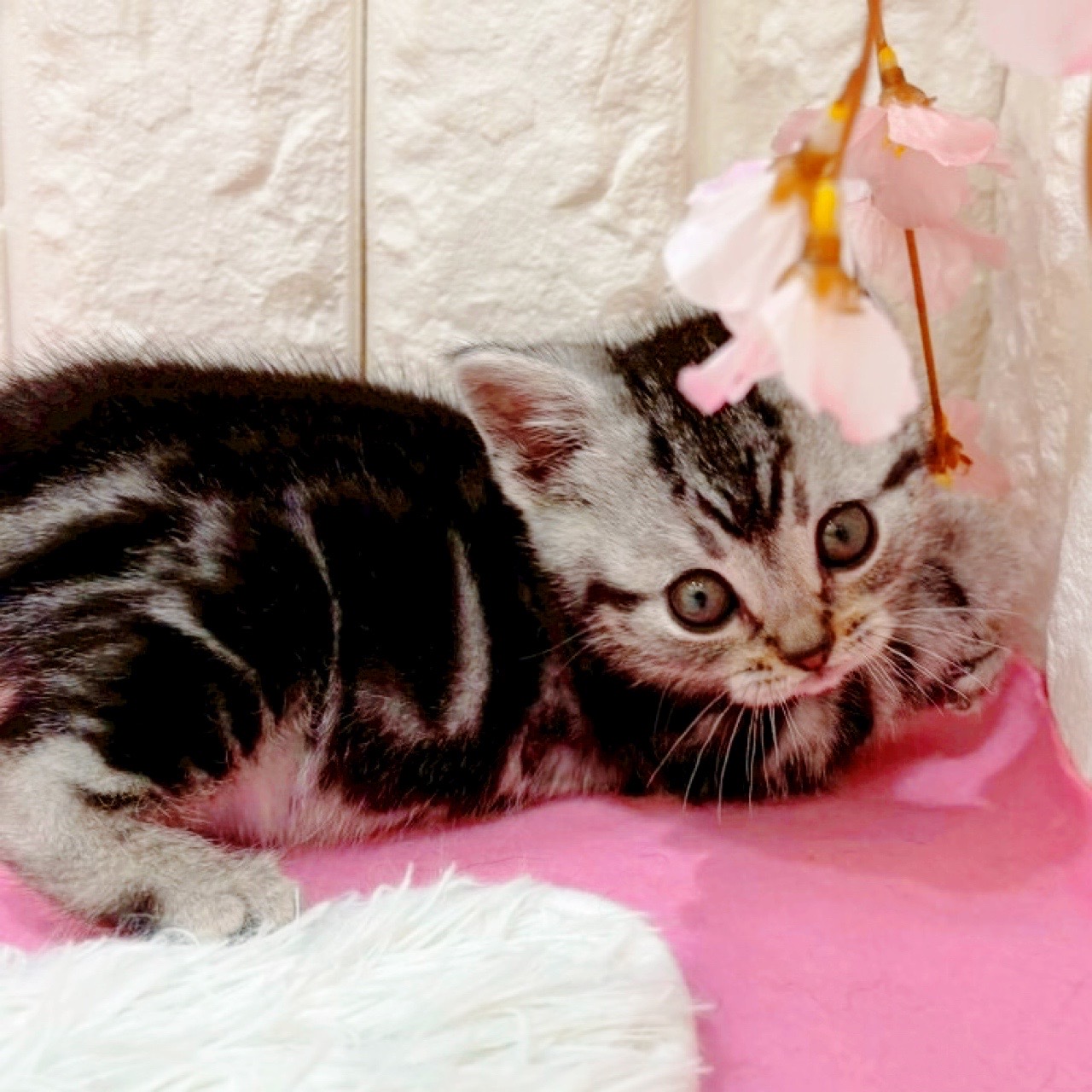 岡山県のアメリカンショートヘアー (犬の家＆猫の里倉敷店/2026年1月20日生まれ/男の子/シルバータビー)の子猫の3枚目の画像