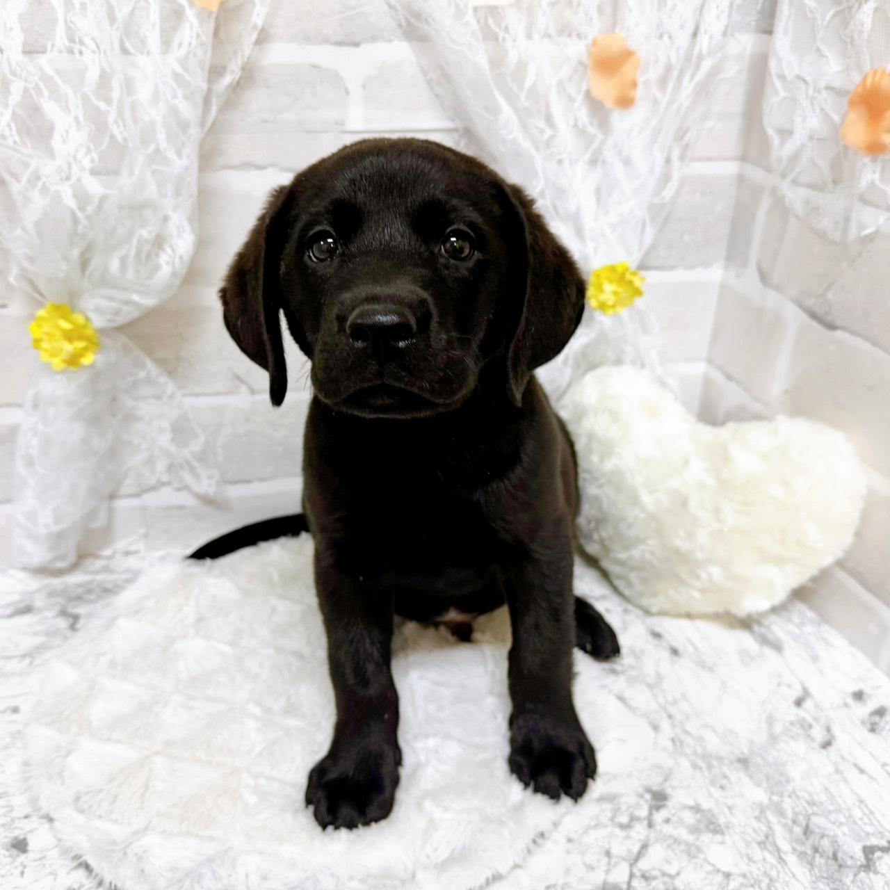 京都府のラブラドールレトリーバー (犬の家＆猫の里京都精華店/2026年1月21日生まれ/男の子/ブラック)の子犬の3枚目の画像