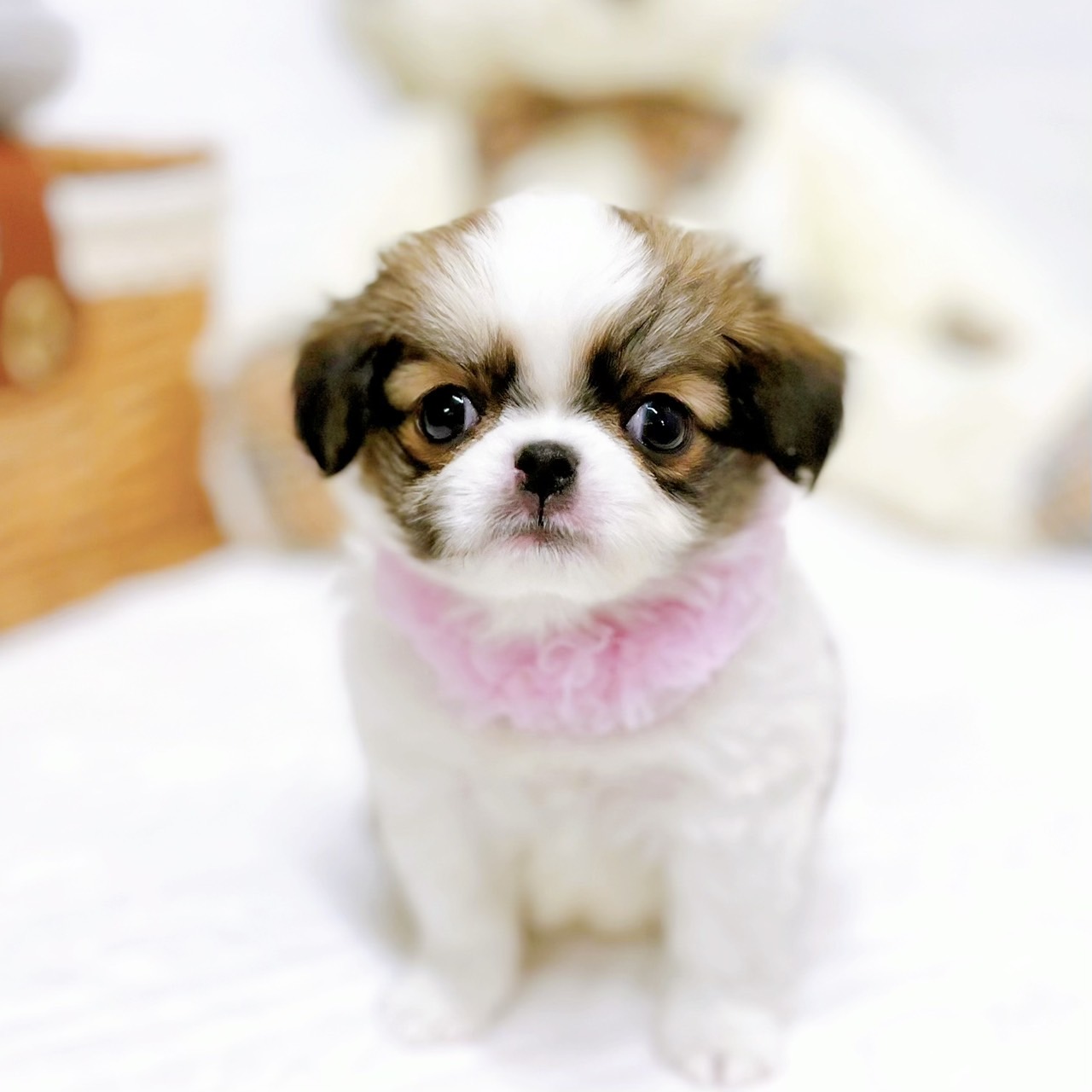 滋賀県のハーフ犬・ミックス犬 (犬の家＆猫の里近江八幡店/2026年1月18日生まれ/女の子/ゴールドホワイト)の子犬の3枚目の画像