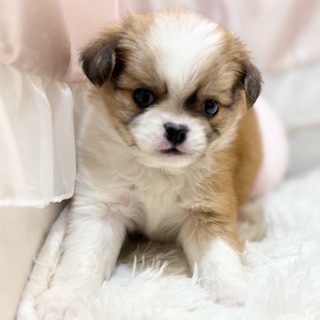 兵庫県のチワペキ/ペキチー/ペキチワ(チワワ×ペキニーズ) (犬の家＆猫の里カナート西神戸店/2026年1月21日生まれ/男の子/レッドホワイト)の子犬の3枚目の画像