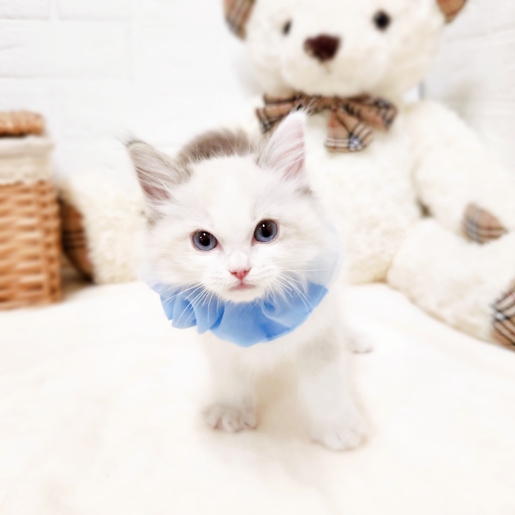 滋賀県のラグドール (犬の家＆猫の里近江八幡店/2026年1月21日生まれ/男の子/シールポイントバイカラー)の子猫の3枚目の画像