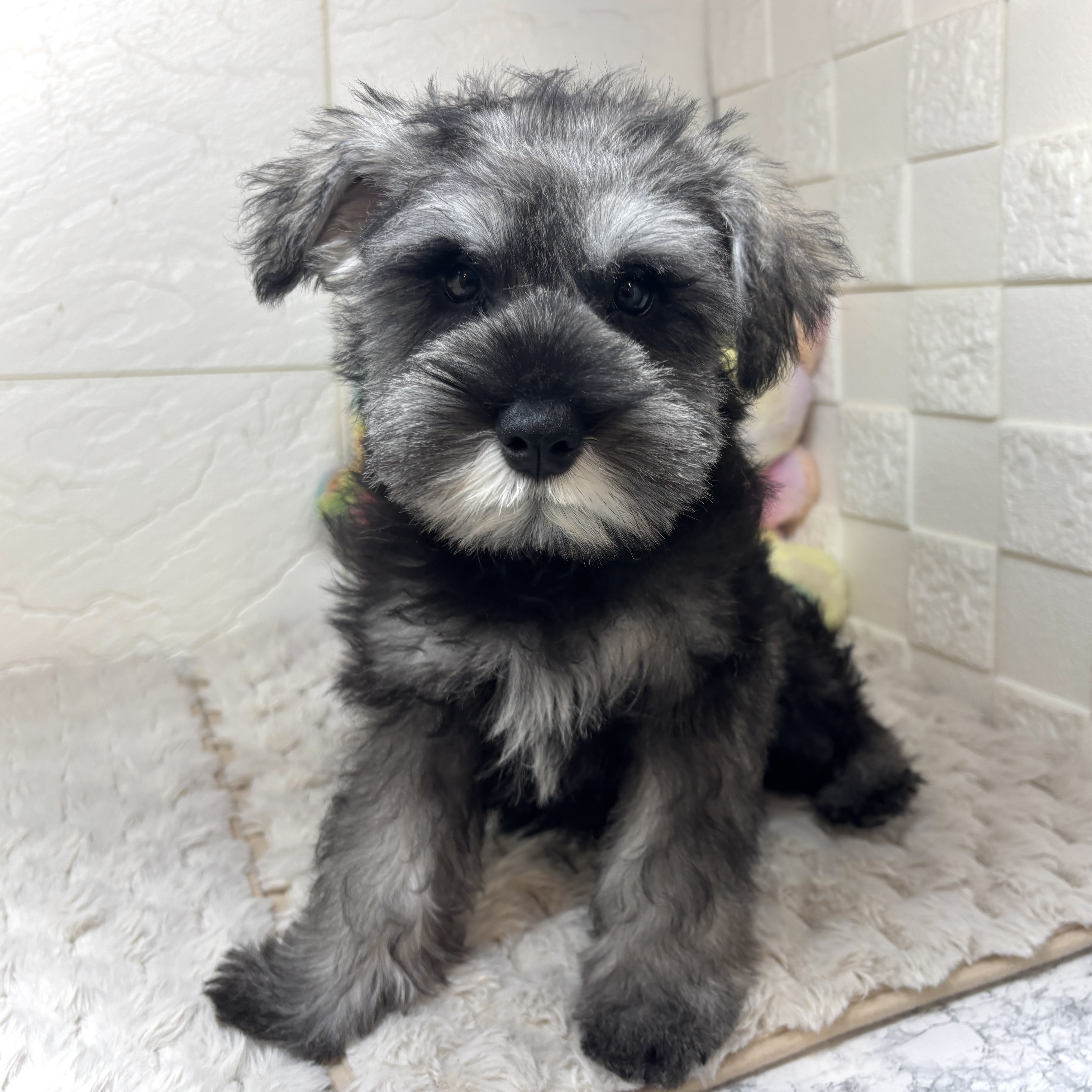 兵庫県のミニチュアシュナウザー (犬の家＆猫の里ゆめタウン姫路店/2026年1月17日生まれ/男の子/ソルトペッパー)の子犬の1枚目の画像