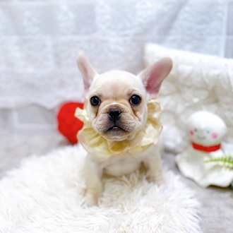 滋賀県のフレンチブルドッグ (犬の家＆猫の里長浜店/2026年1月21日生まれ/男の子/クリーム)の子犬の3枚目の画像