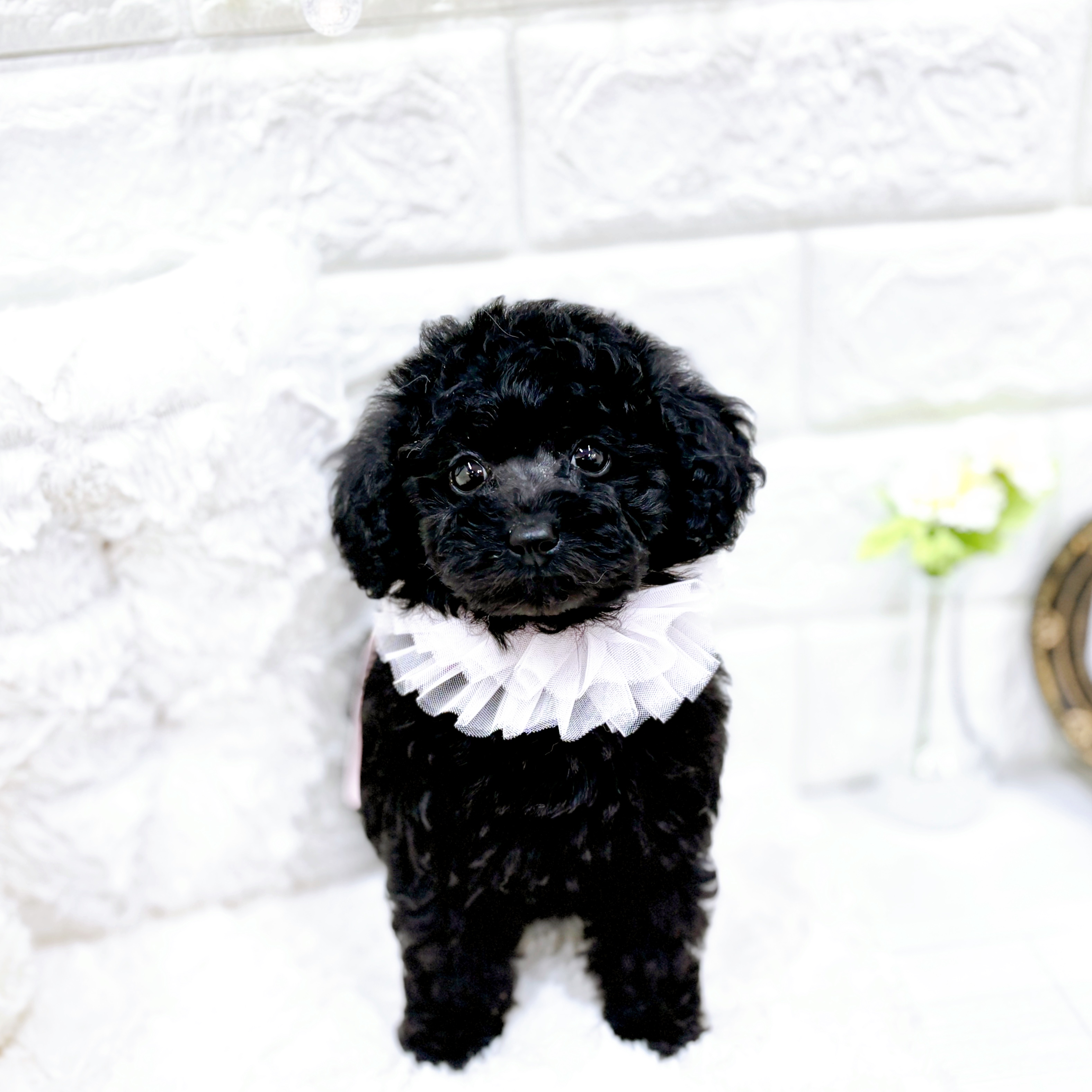 福井県のトイプードル(トイ) (犬の家＆猫の里アミーゴ福井店/2026年1月21日生まれ/女の子/ブラック)の子犬の3枚目の画像