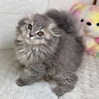 兵庫県のスコティッシュフォールド (犬の家＆猫の里ゆめタウン姫路店/2026年1月20日生まれ/男の子/ブルータビーホワイト)の子猫の3枚目の画像